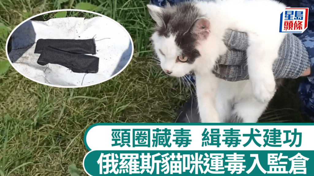 貓咪頸圈證實藏有毒品。VK：俄羅斯聯邦監獄管理局