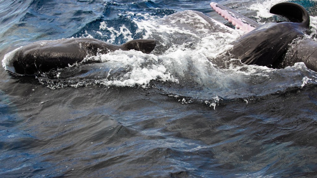 科學家罕見捕捉到抹香鯨的分娩過程，雌鯨群「助產士團」包圍護航。 美聯社