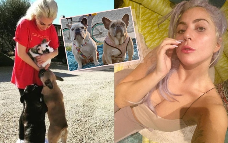 Gaga兩隻鬥牛犬「Koji」和「Gustav」上周三被匪徒搶走。