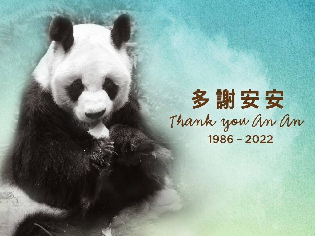 海洋公园大熊猫安安2022年接受「安乐死」，终年35岁，相等于人类105岁。