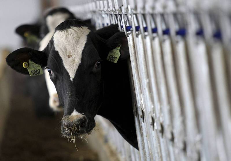 德州患者曾和被禽流感病毒感染的乳牛接触。路透社