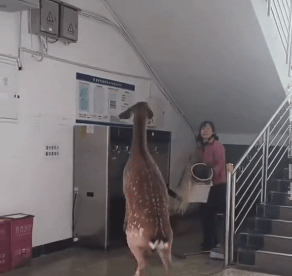梅花鹿溜進女生宿舍,宿管阿姨手持掃把驅趕。 梅花鹿溜進女生宿舍,宿管阿姨手持掃把驅趕。