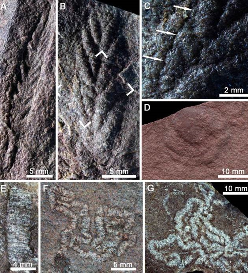研究團隊日前於柴達木盆地尋獲一組5.5億年前的化石群。網上圖片