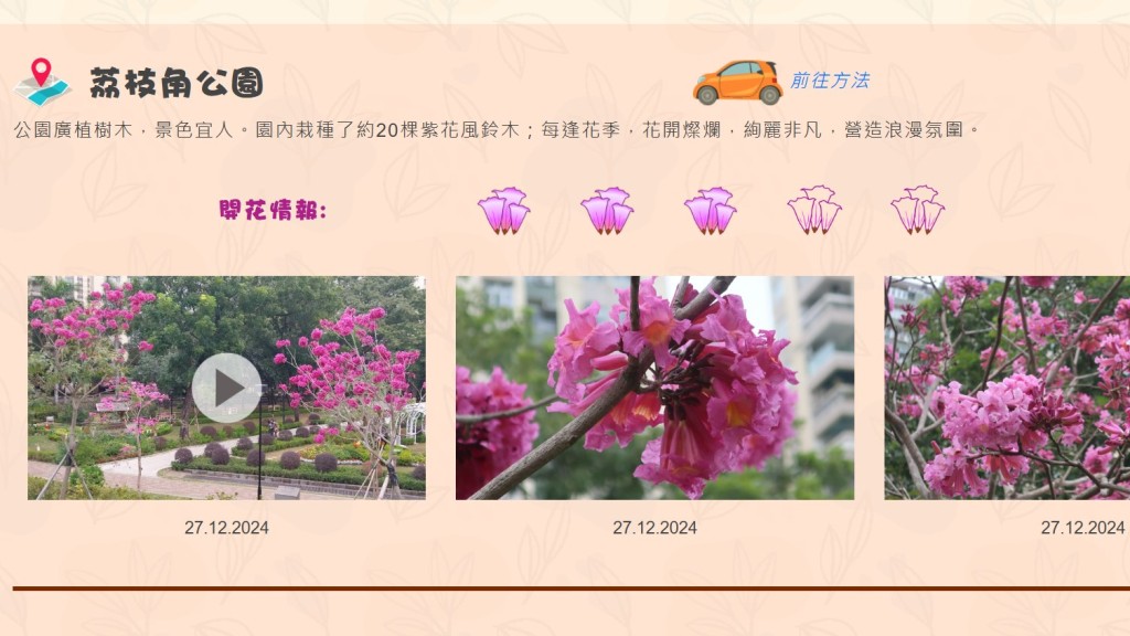 荔枝角公园盛开的紫花风铃木。康文署网页截图