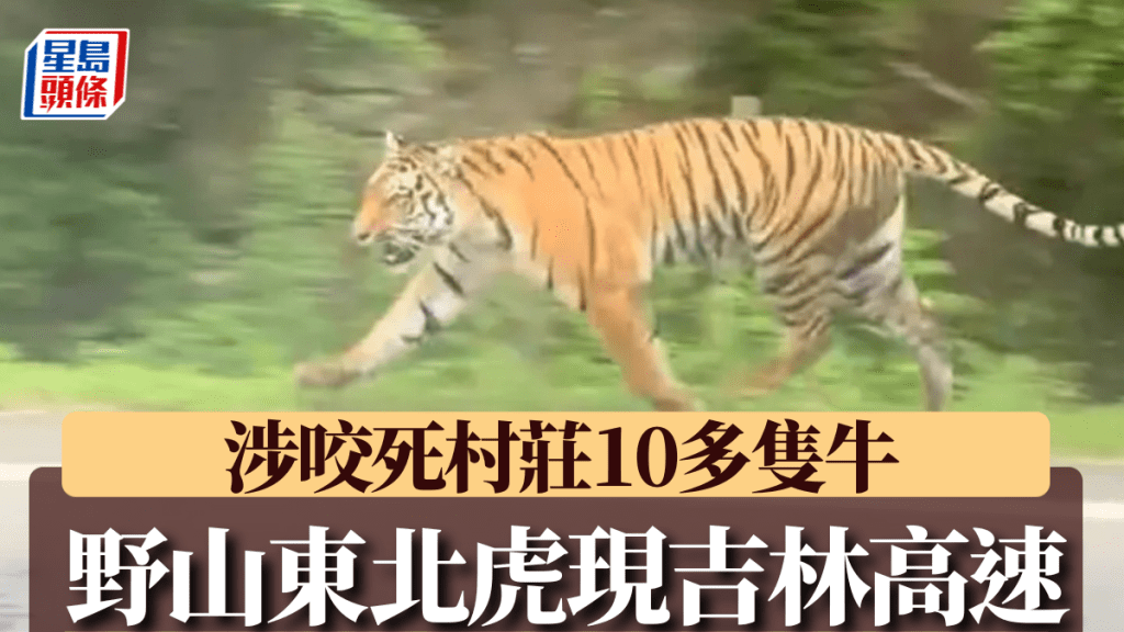 一隻身型較瘦削的野生東北虎於吉林一公路出現。