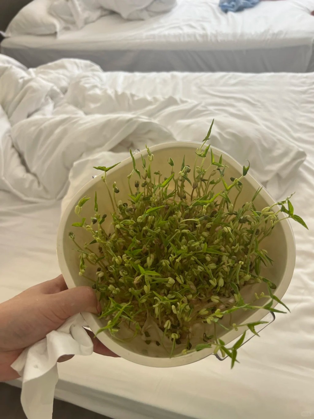 國慶長假中,許多家庭也要帶著綠豆芽出遊,讓孩子完成觀察日記功課。小紅書@檸檬百香果 國慶長假中,許多家庭也要帶著綠豆芽出遊,讓孩子完成觀察日記功課。小紅書@檸檬百香果