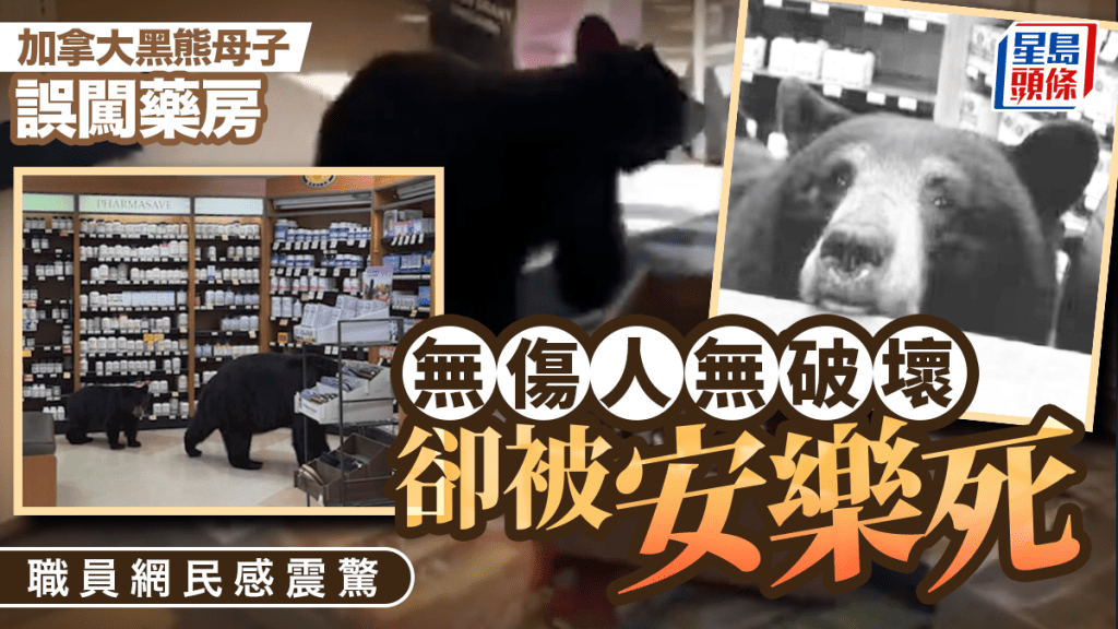 加拿大熊母子誤闖藥房 無傷人毀物卻被安樂死 職員網民驚愕悲痛