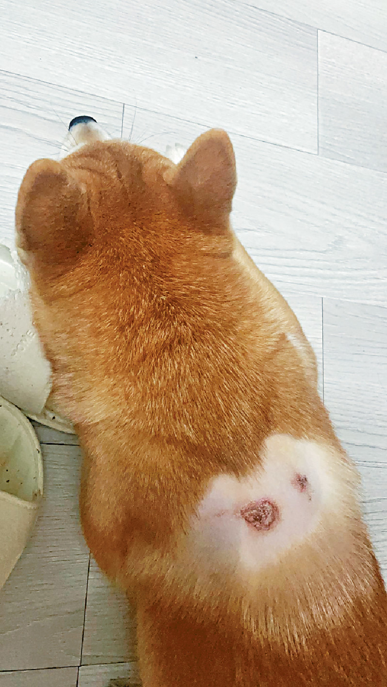 ■柴犬吉吉主人表示,早前狗狗背部起濕疹,需要剃毛,不過服用寵營樂Cs-4約一個月後復原良好,傷口附近的毛髮再生。 ■柴犬吉吉主人表示,早前狗狗背部起濕疹,需要剃毛,不過服用寵營樂Cs-4約一個月後復原良好,傷口附近的毛髮再生。