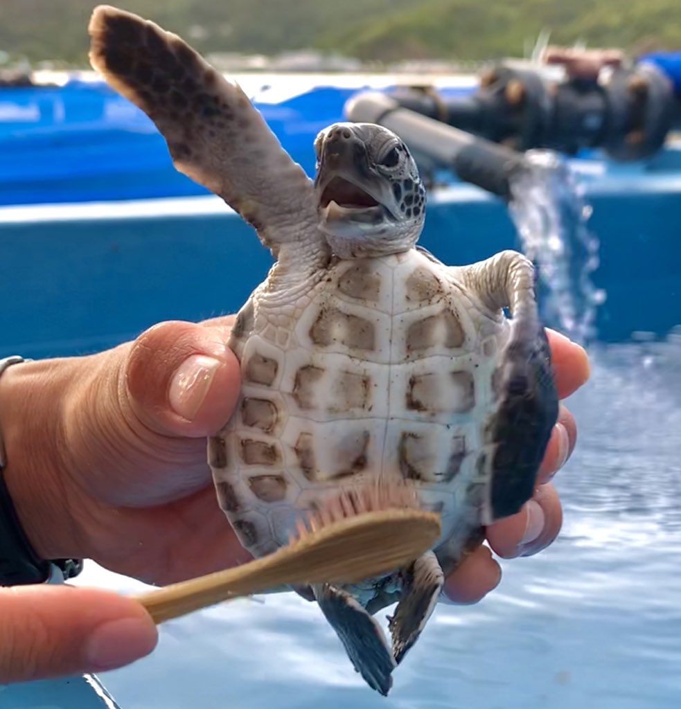 海龜不斷奮力揮動四肢。網圖