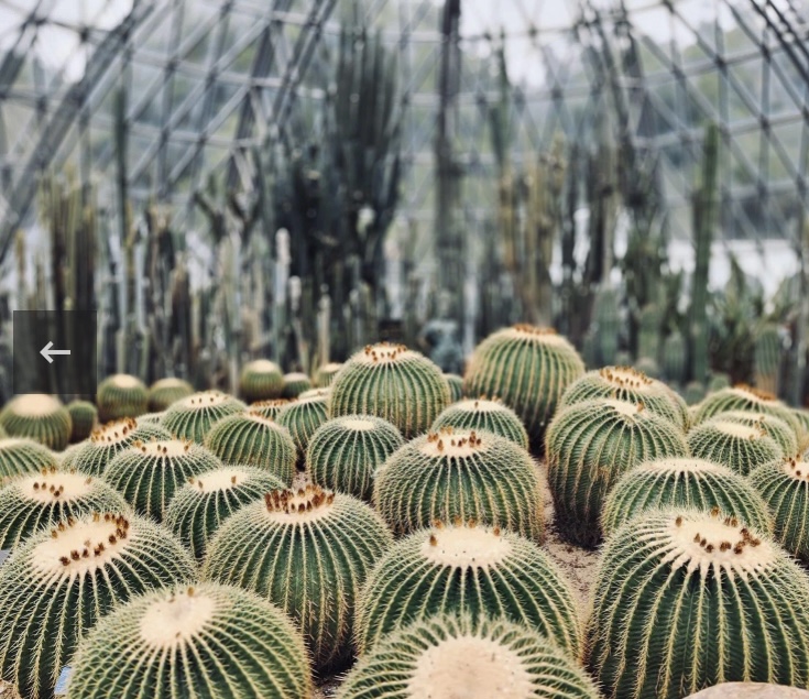 仙湖植物園沙漠植物區設有圓拱形的仙人掌溫室，種植了滿滿的仙人掌及多肉植物。