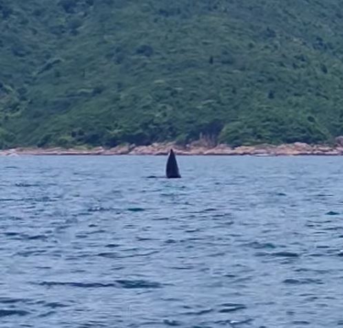 网上亦有人于昨日看见鲸鱼出没。网民Simon Lau片段
