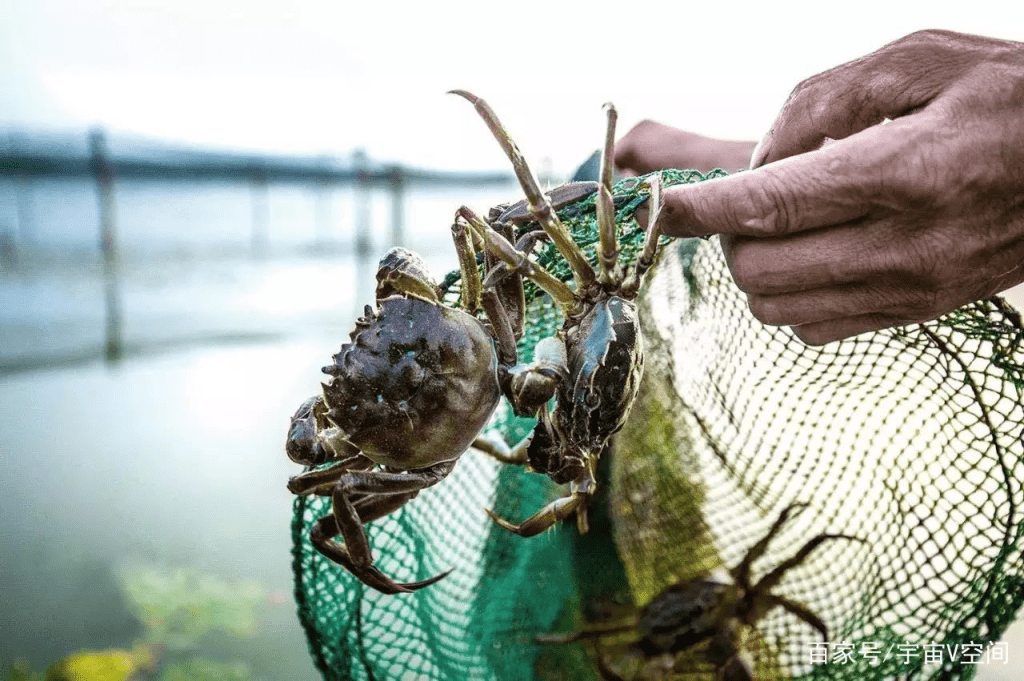 陽澄湖養殖戶稱大閘蟹「出逃」，損失慘重。 資料圖片