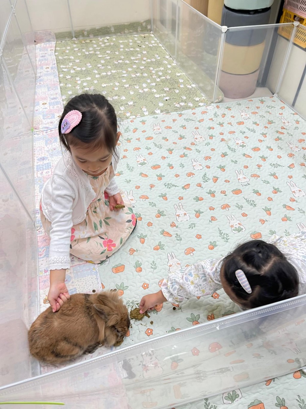 利用牧草製作草餅給兔兔吃。（圖片來源：官方圖片）