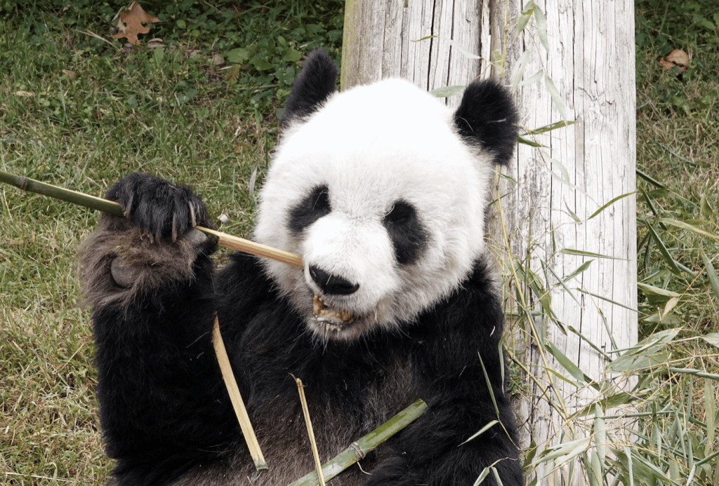 美國孟菲斯動物園早前宣布，將大貓熊「丫丫」和「樂樂」歸還給中國。(路透社)