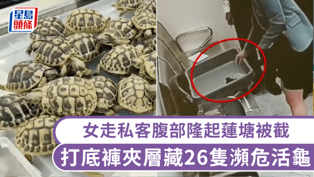 女走私客腹部隆起蓮塘口岸過關被截，打底褲夾層藏26隻瀕危活陸龜。