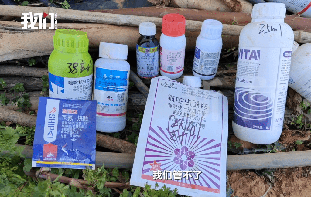 種植士多啤梨，部分農戶被指存在濫用農藥的情況。 新京報