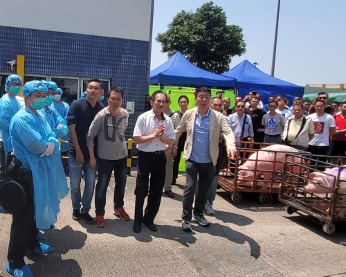 雙方已達成共識,明天將銷毀上水屠房內全部6000隻活豬。