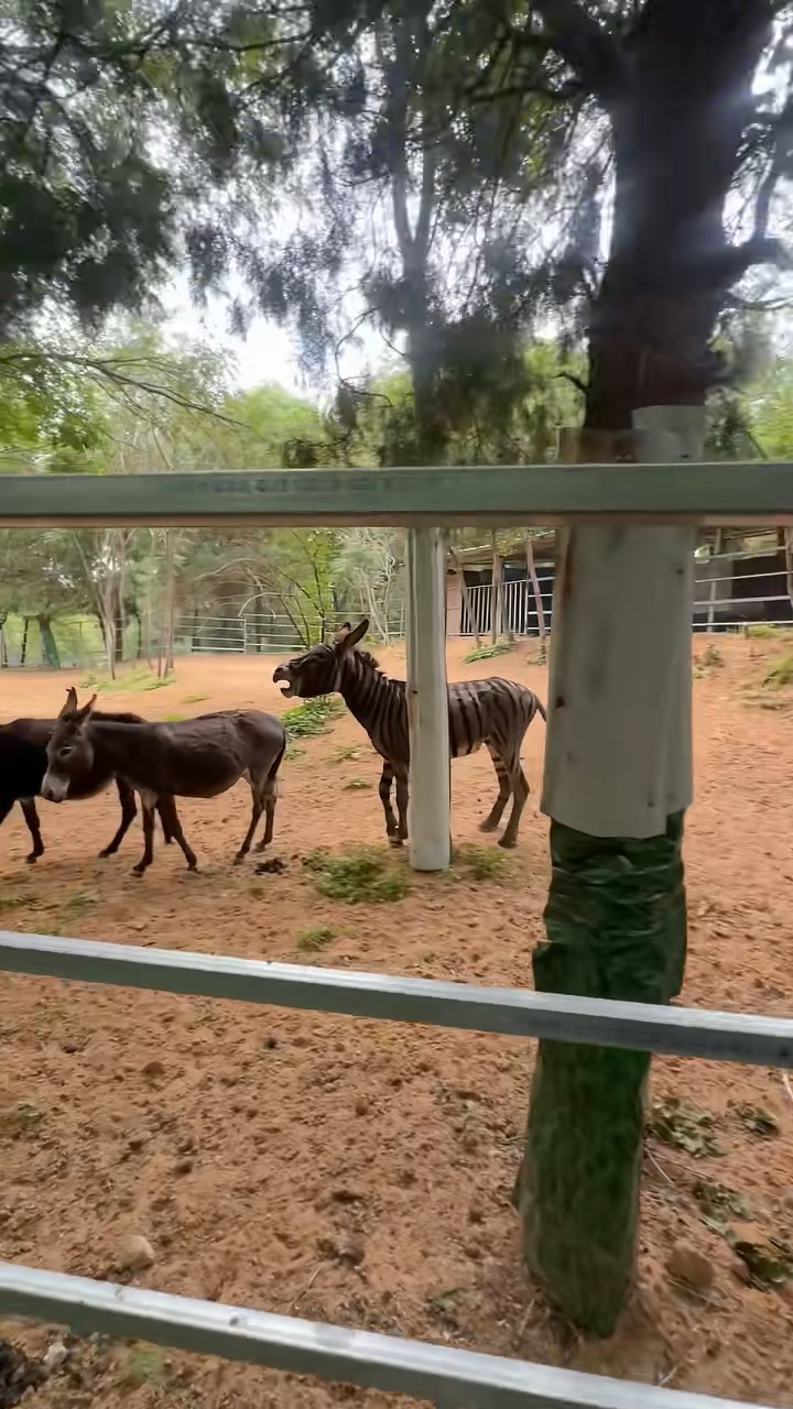 遊樂園內的驢被人染色成為「斑馬」。抖音@文小刀 遊樂園內的驢被人染色成為「斑馬」。抖音@文小刀