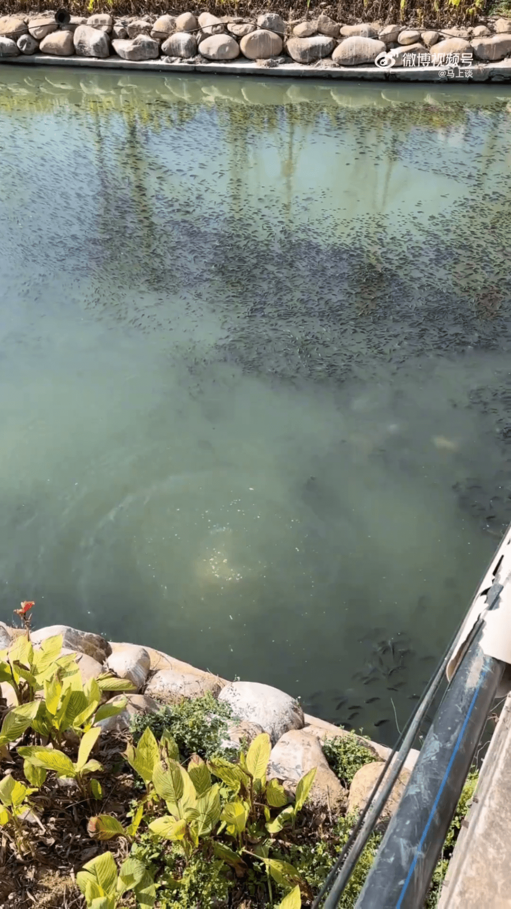 影片拍攝者表示，自己兒子拿了一塊石頭扔下去，砸死了四條魚。