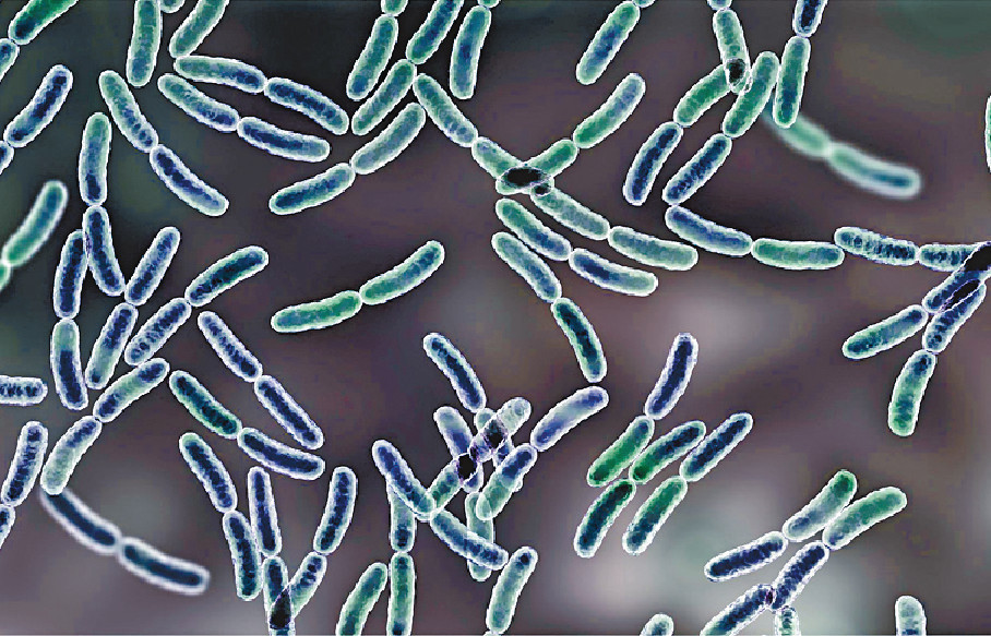 ■鼠李糖乳桿菌是世界上研究最多的益生菌，安全和有效促進消化系統健康及免疫功能。