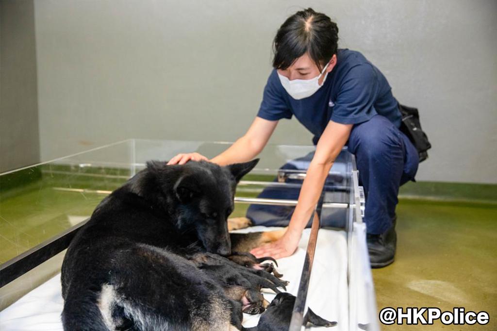 警犬寶寶們將會由警犬隊人員照料和看顧。香港警察fb圖片
