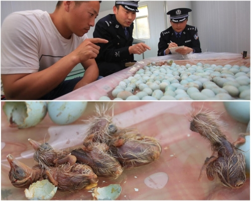 410枚白鷺鳥蛋中部分鳥蛋已經孵化。