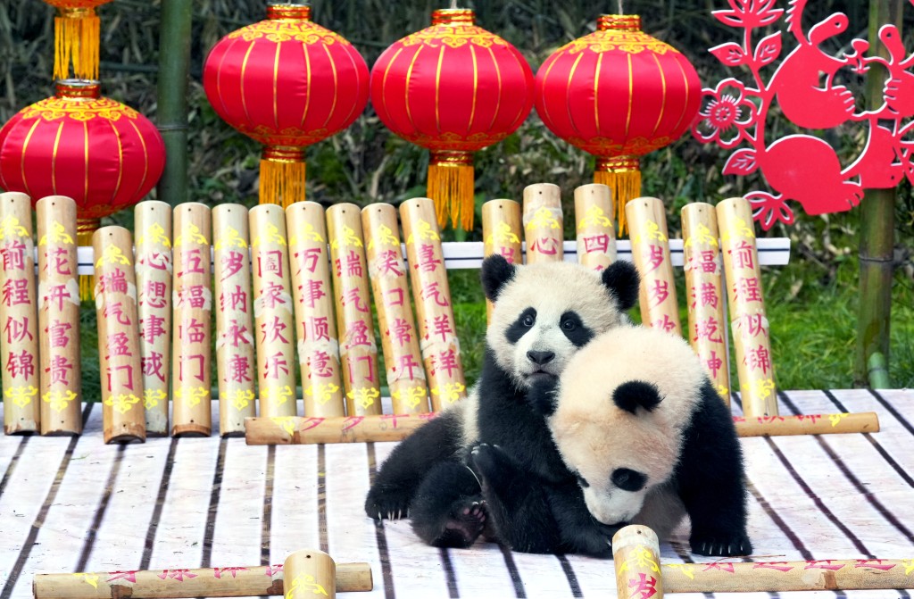 在成都大熊猫繁育研究基地，2025级新生大熊猫幼崽亮相新春主题活动。 中新社/新华社