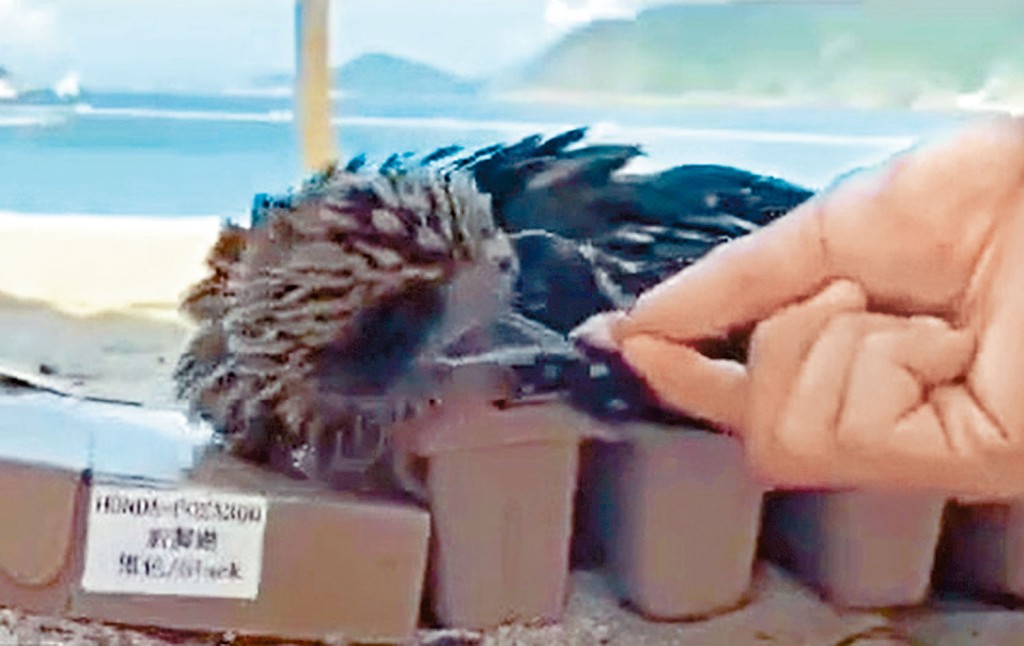 救生員餵飼幼鷹補充體力。