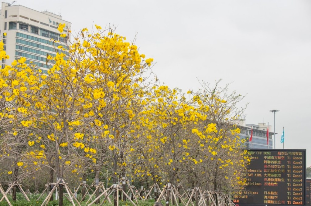 现场一共种植了260株黄花风铃木。机管局
