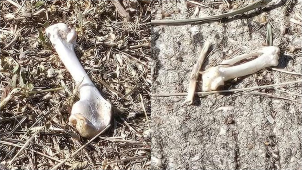  將軍澳路旁驚見可疑白骨 警方列「動物屍體發現」跟進