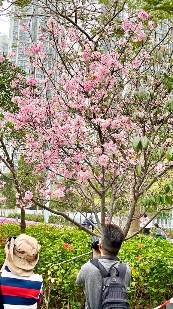 將軍澳單車館公園內的櫻花這兩天盛開,引來大批市民觀賞