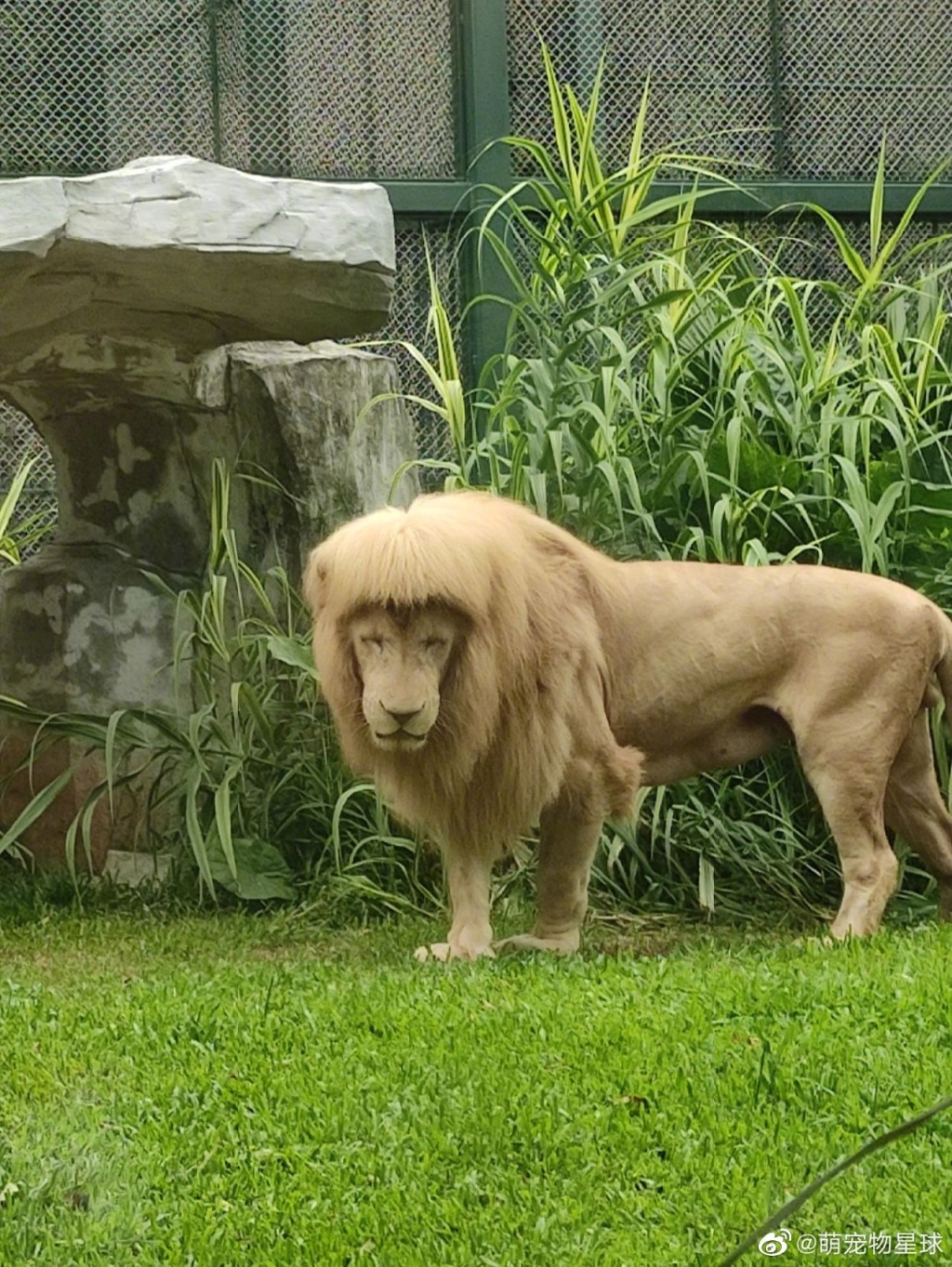 广州一只动物园狮子留「齐阴」，引起热议。微博网图