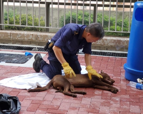 唐狗墮樓後死亡。