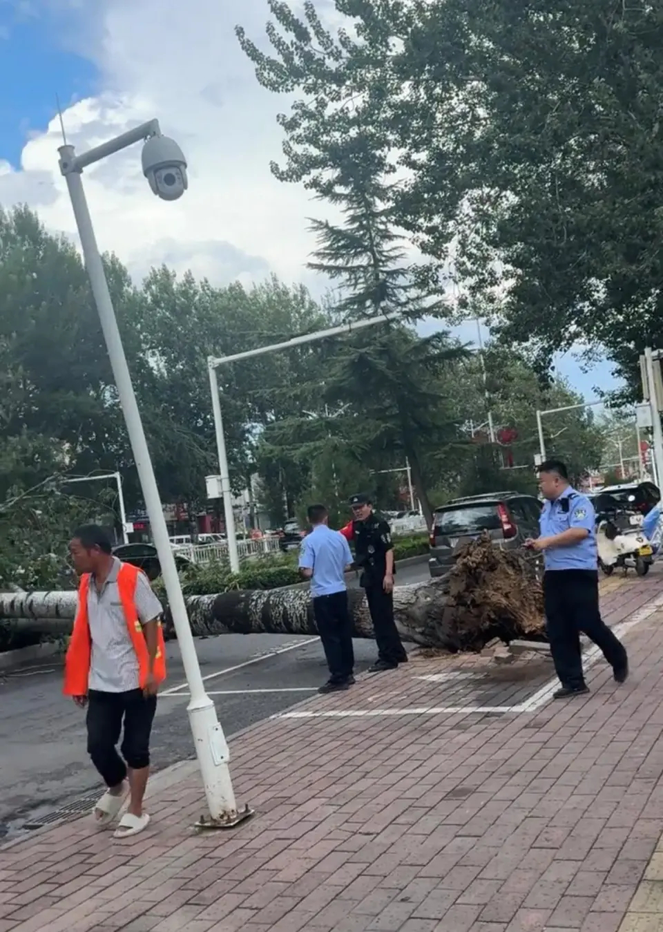 大樹被強風連根拔起吹倒。
