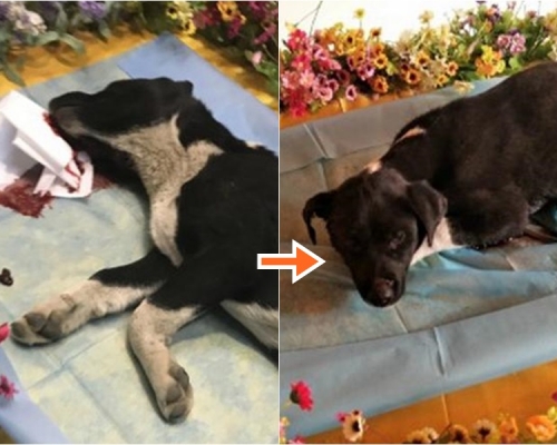 狗狗在葬礼上死而复生。网图