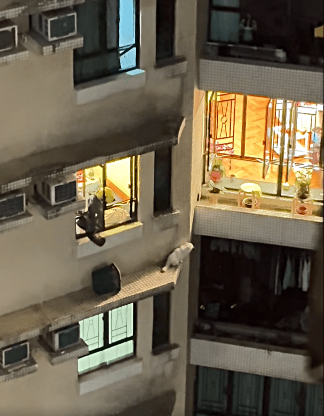 消防利用膠桶捕貓。fb：Kelvin Kwong 