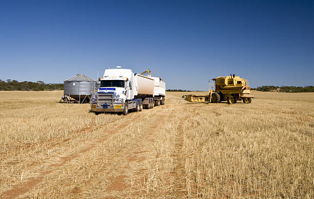 中国最近取消了对澳洲大麦的出口关税。