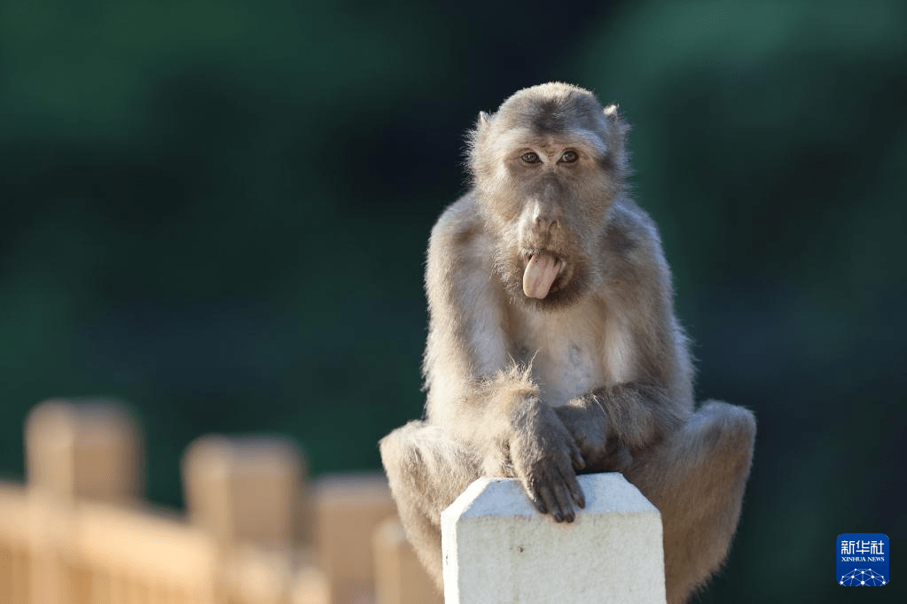 野生藏酋猴属国家二级保护动物。 新华社