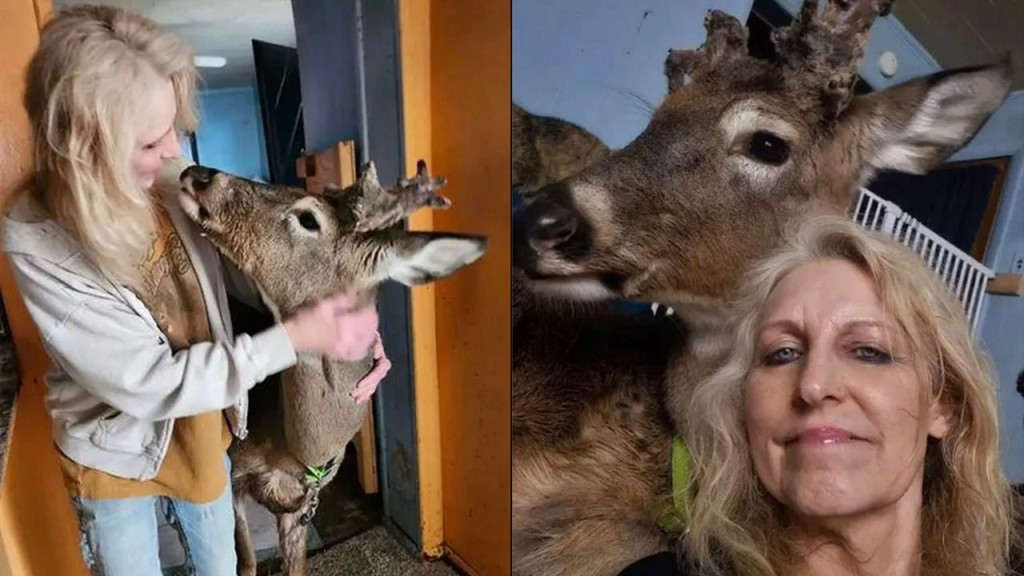 普罗杰救助野鹿12年，经常上传与鹿互动照片。Jodi Prodger fb