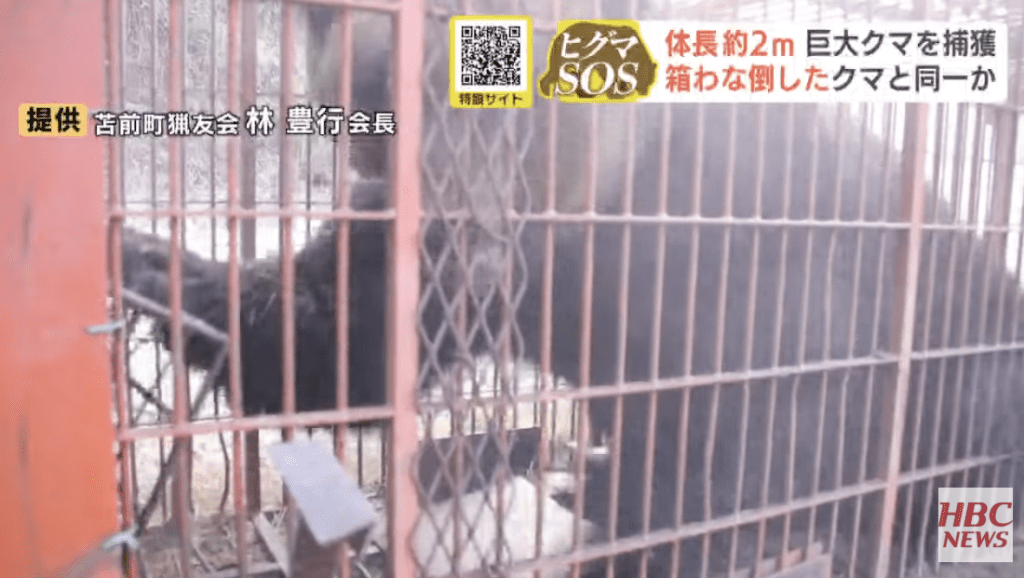 當地狩獵協會指，本月11至12日亦曾於同一位置發現一頭體重約400公斤的棕熊，相信此次落網者正是同一頭巨熊。HBC NEWS畫面截圖