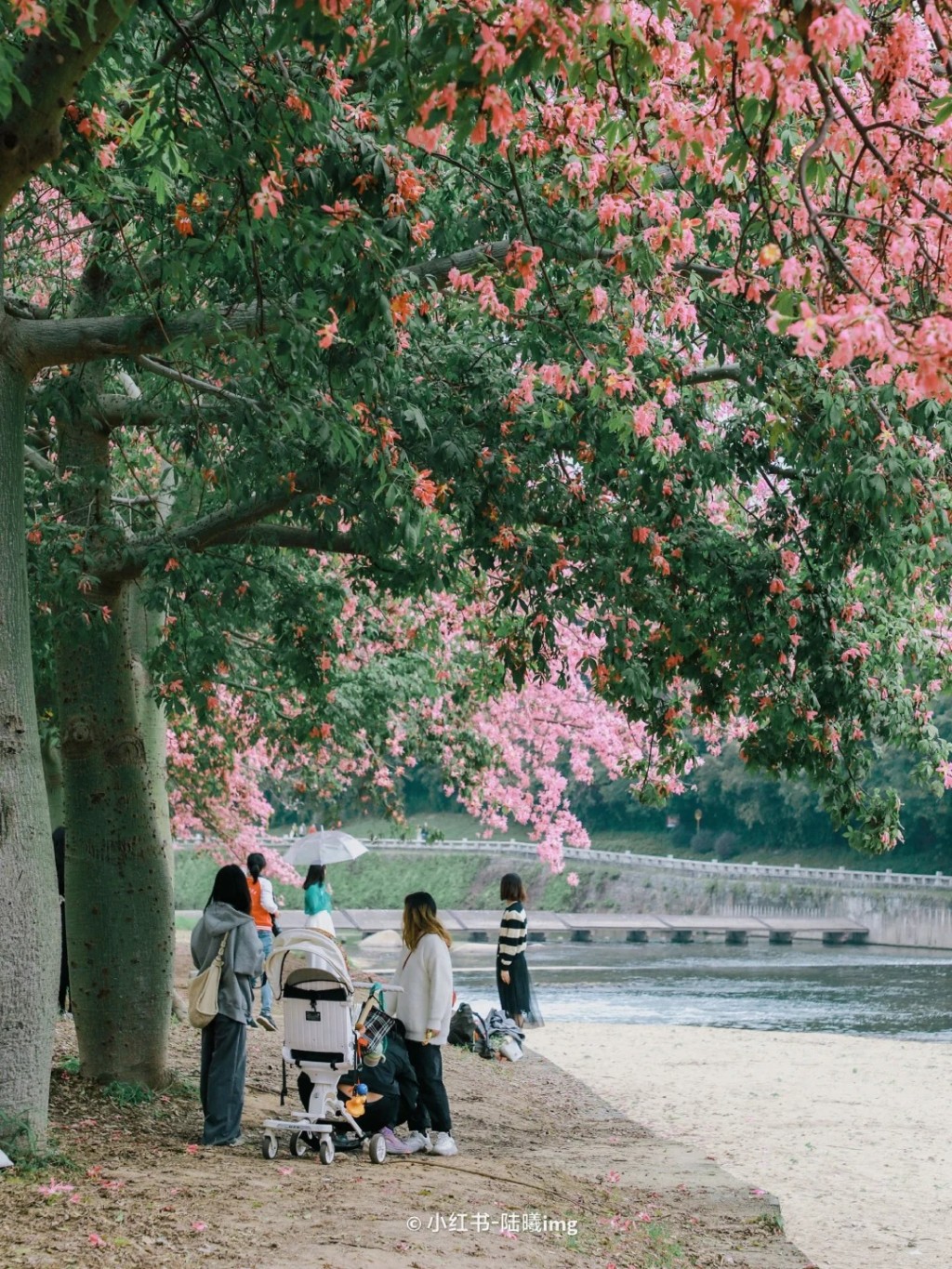 （圖片來源：小紅書@陸曦）