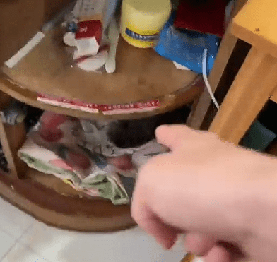 貓被放在櫃子裡。共富財經