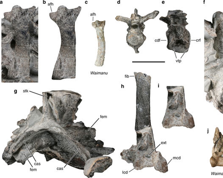 怪獸鳥的化石。網上圖片