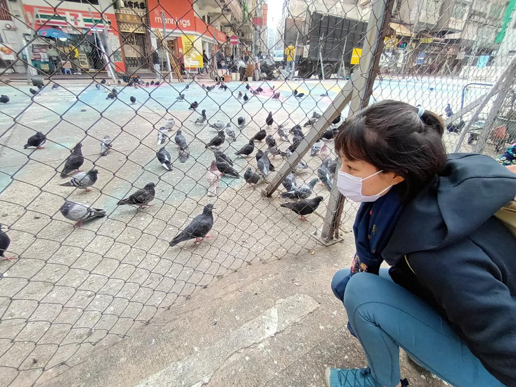 香港原鴿生態及社區政策研究小組主席Kelly指，鴿子有歸巢性，不會輕易離開「好食好住」的地方。