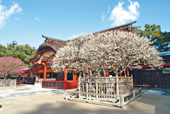 福岡太宰府市太宰府天滿宮主殿前方的飛梅，是名滿日本的梅樹。