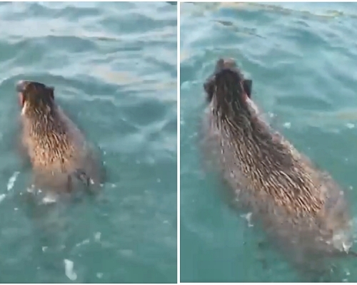 「巴打丝打 Facebook Club」facebook群组图片。