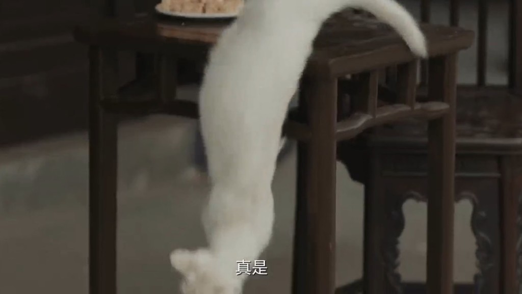 《当家主母》剧组场务的人员刘某称，剧组为求逼真效果，假戏真做，给猫咪注射了4次至5次不明液体，毒死了「白猫演员」。网片截图