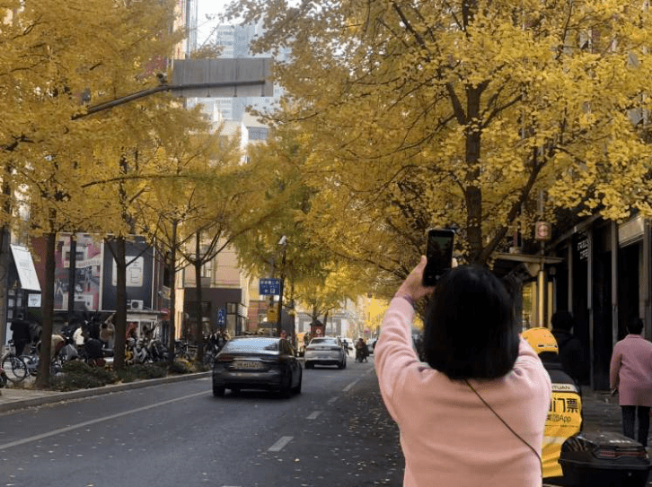 上海的一條馬路因銀杏樹葉金黃突然成為暴火的景點。