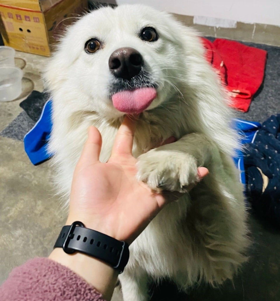 姜女士飼養小旺7年，感情甚深。微博