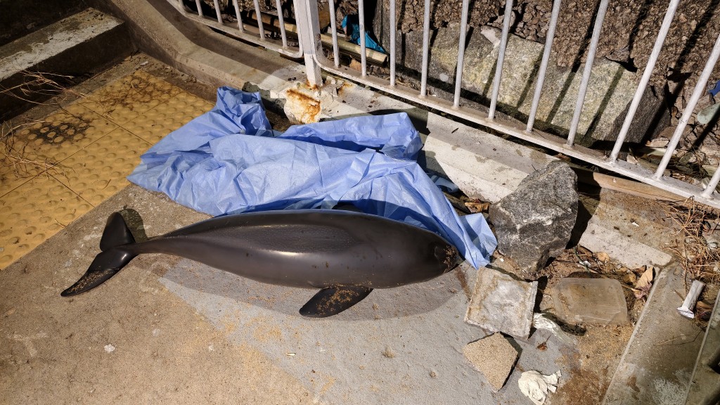 人員到場證實海豚死亡。